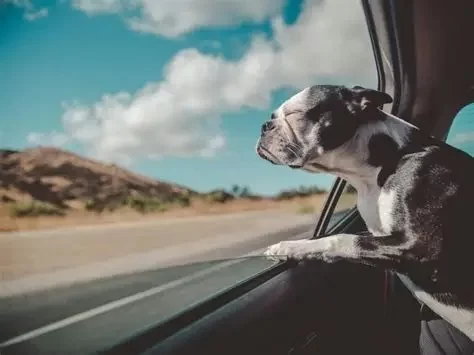 How to Recognize and Treat Anxiety in Elderly Pets: A Complete Guide