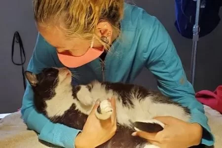 How to Recognize and Treat Pet Feline GI Disease | Hidden Brook Veterinary