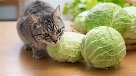 Can Cats Eat Cabbage? A Vet-Approved Guide to Feline Nutrition and Safety