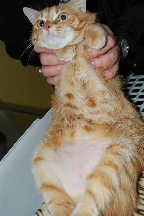 How to Recognize and Treat Pet Feline Chronic Disease Flare-ups