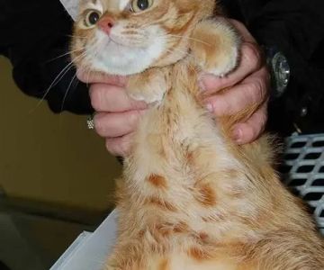 How to Recognize and Treat Pet Feline Chronic Disease Flare-ups