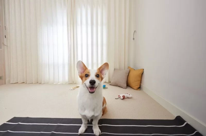How to Train a Dog to Overcome Separation Anxiety Naturally