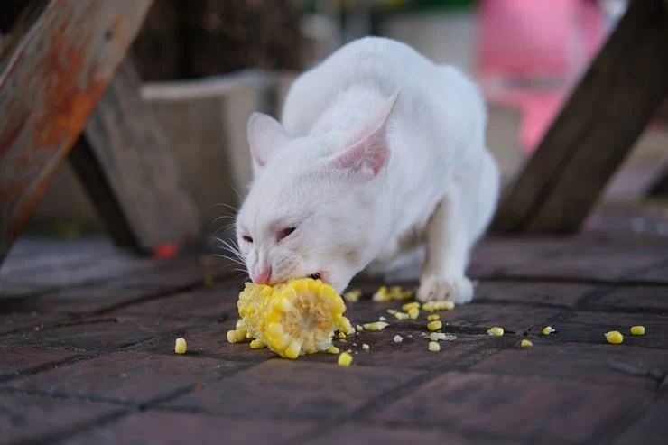 Can Cats Eat Corn Chips? What Every Pet Owner Should Know