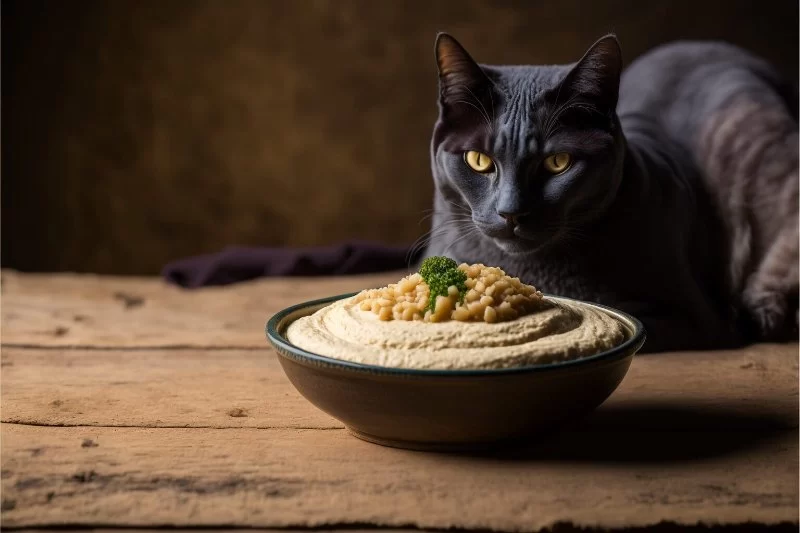 Can Cats Eat Hummus – What Every Cat Owner Should Know