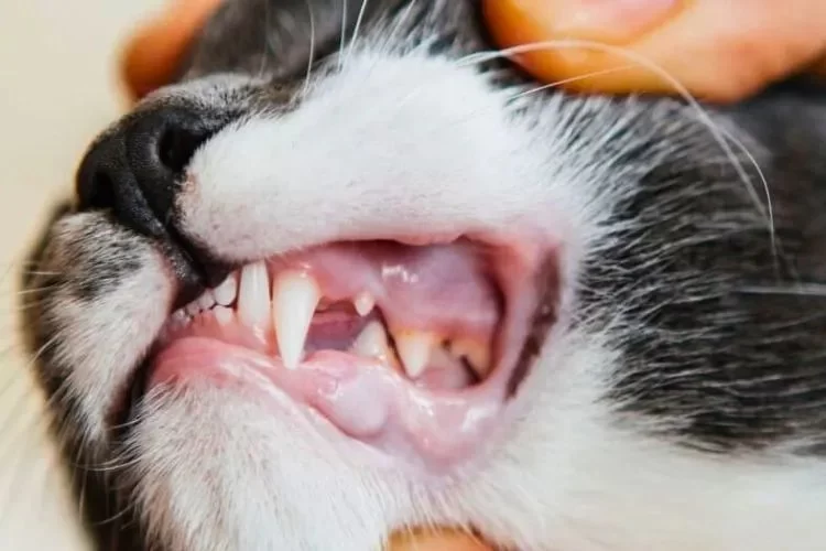 How to Recognize and Treat Pet Feline Oral Disease | Hidden Brook Veterinary