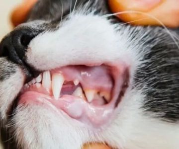 How to Recognize and Treat Pet Feline Oral Disease | Hidden Brook Veterinary