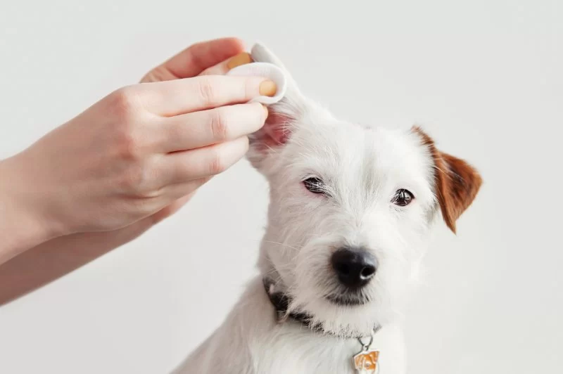 How to Recognize and Treat Pet Ear Infections | Expert Advice from Hidden Brook Veterinary