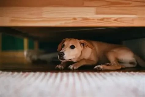How to Help a Puppy with Anxiety: Tips and Solutions for Pet Owners