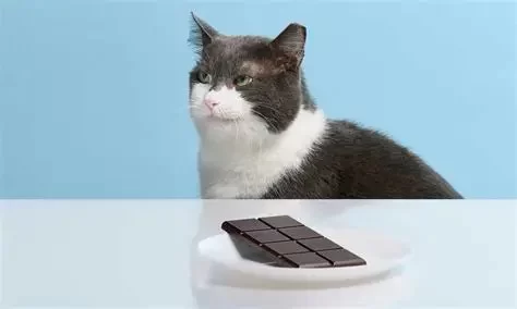 Can Cats Eat Chocolate? What Every Pet Owner Should Know