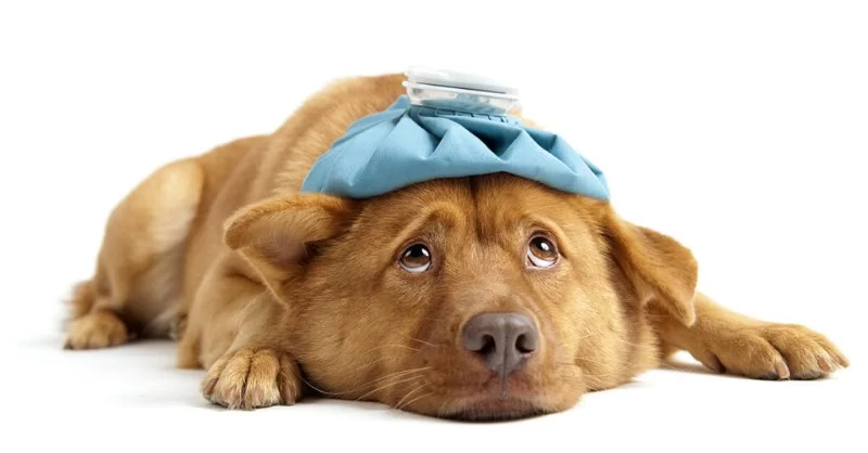 How to Spot Early Signs of Illness in Dogs: What Every Pet Owner Should Know