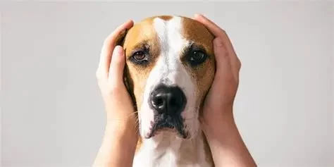 How to Help a Dog with Fear of Loud Noises — Expert Tips and Calming Methods