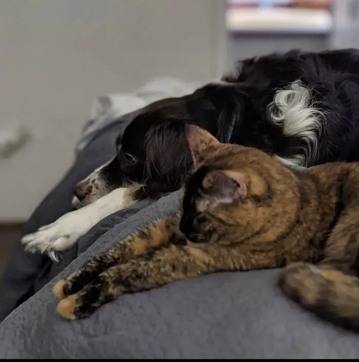 Pet Sleep Patterns: How Much Do Dogs and Cats Sleep? | Hidden Brook Veterinary