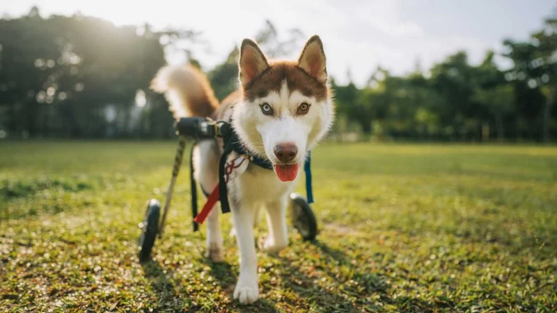 How to Help Pets with Mobility Loss Stay Happily Engaged