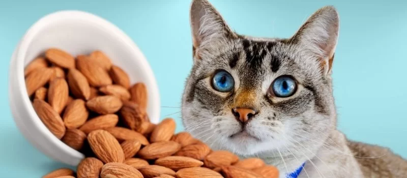 Can Cats Eat Almonds and Cashews? Expert Guidance from Hidden Brook Veterinary
