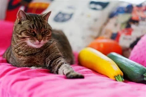 Can Cats Eat Zucchini – Safe Feeding Tips and Health Benefits