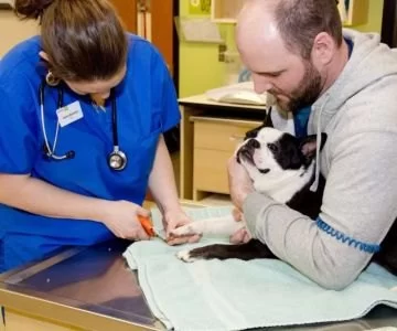 How to Handle Pet Injury at Home: Cuts, Bleeding, and Fractures | Hidden Brook Veterinary