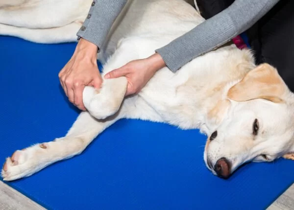 How to Help Pets with Bone & Joint Disease