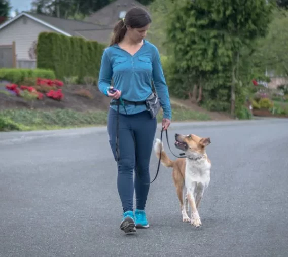 How to Train Loose Leash Walking: A Step-by-Step Guide for Happy, Calm Walks