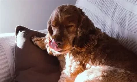 How to Handle Pet Anxiety When Leaving for Work