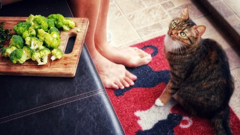 What Human Food Is Safe for Cats to Eat? Vet-Approved Guide for Pet Owners