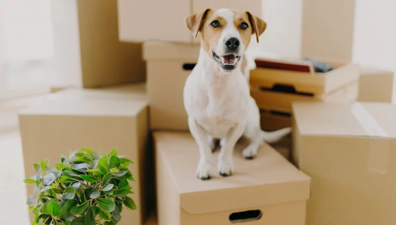 How to Reduce Anxiety in Pets Before Moving to a New Home in the US