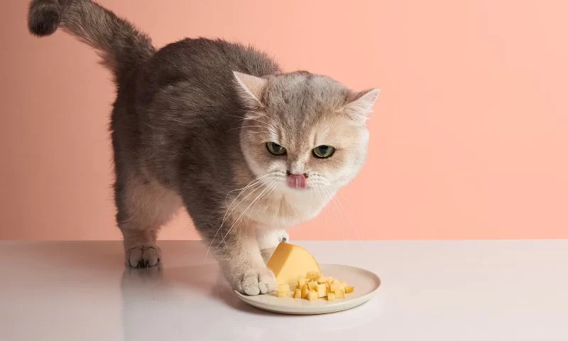 Can Cats Eat Low-Fat Cheese? Safe Feeding Tips Every Cat Owner Should Know