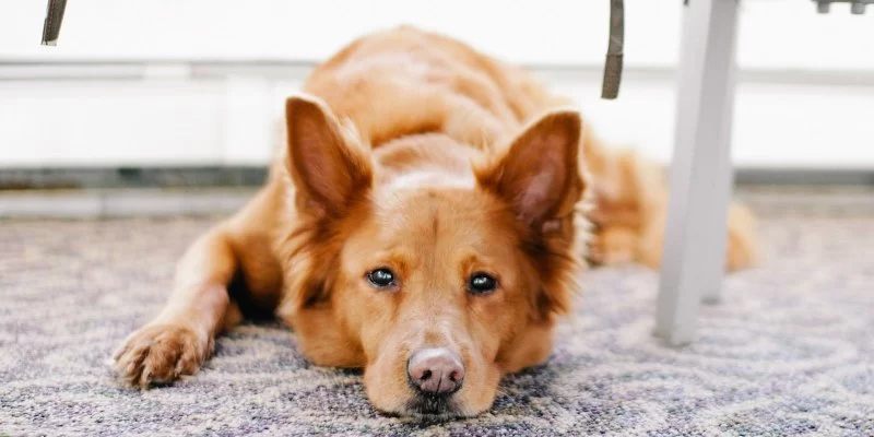 Best Anxiety Relief for Pets Suffering from Noise Phobias – Expert Tips and Treatments