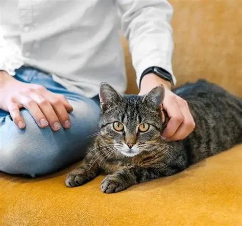 Cat Behaviors Explained: Why Do Cats Scratch, Knead, and Purr?