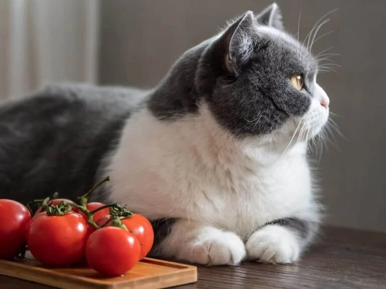 Can Cats Eat Tomatoes – What Every Cat Owner Needs to Know