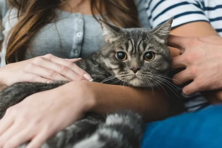 How to Help Shy or Rescued Cats Adapt Through Socialization