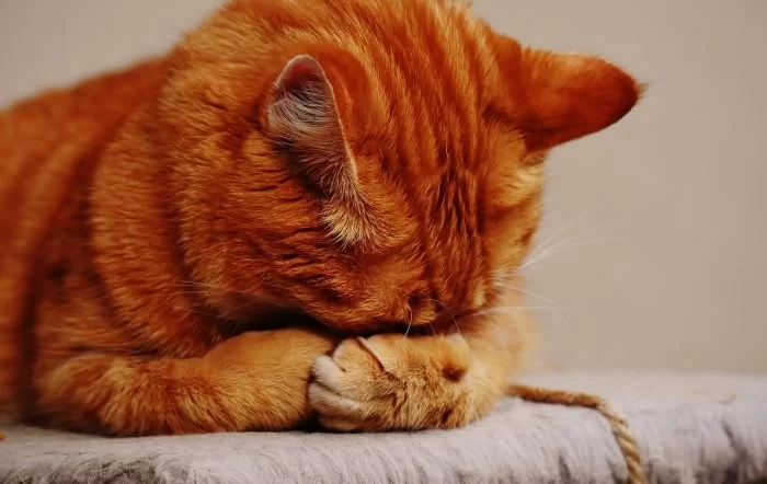 How to Treat Anxiety in Elderly Cats: Tips for Managing Feline Anxiety