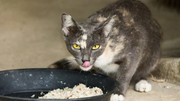 Can Cats Eat Brown Rice? Benefits and Risks Explained