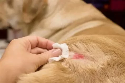 Skin Allergies & Hot Spots in Dogs: How to Treat and Prevent at Home