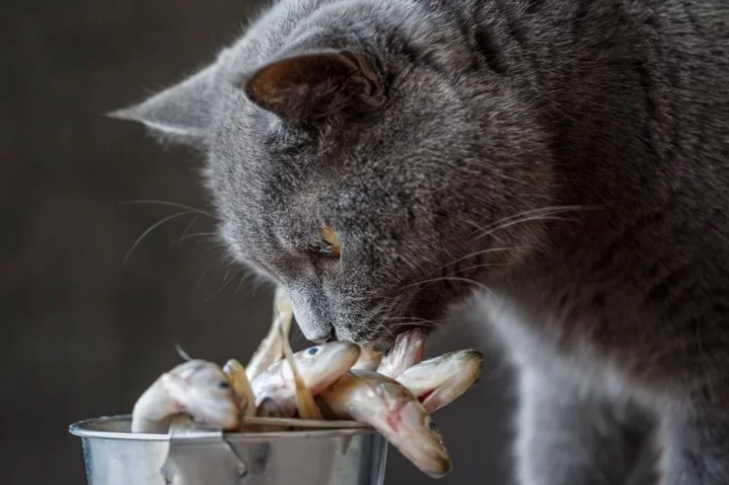 What Fish Can Cats Eat Safely? - Hidden Brook Veterinary