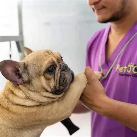 How to Help Pets with Chronic Illness Find Joy - Hidden Brook Veterinary