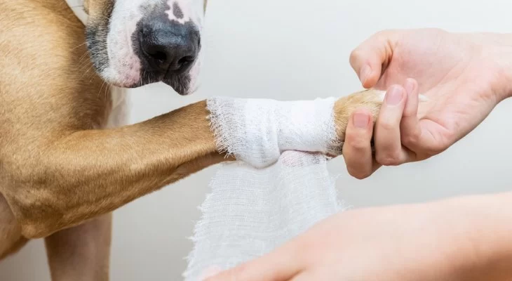 How to Handle Pet Injury at Home: Cuts, Bleeding, Fractures - Pet First Aid Tips