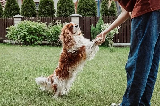 How to Train Dogs for Impulse Control: Teaching Leave-It and Drop-It Commands