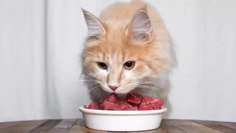 What Meat Can Cats Eat? A Complete Guide to Safe and Healthy Protein Choices