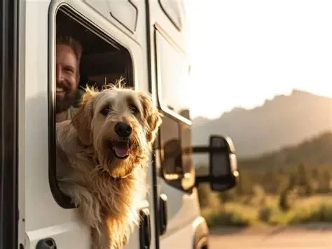 How to Reduce Pet Anxiety During Travel with Practical Stress-Relief Strategies