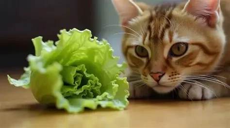 Can Cats Eat Lettuce Leaves Safely and What Pet Owners Should Know