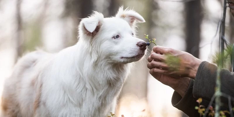 Pet Anxiety Management During Social Events: A Complete Guide for Owners