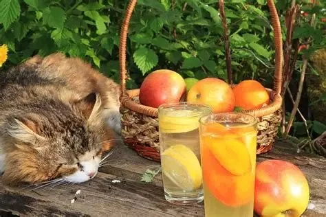 Can Cats Eat Lemon? What You Need to Know About Lemons and Cats