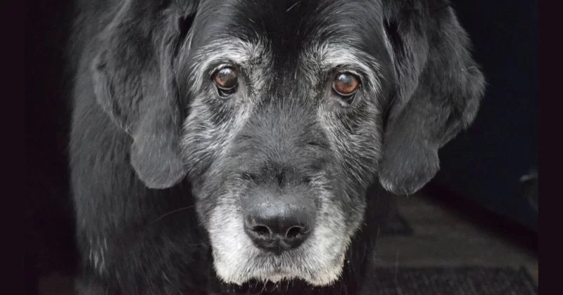 Senior Pet Care: Tips to Help Your Aging Dog or Cat Live Comfortably