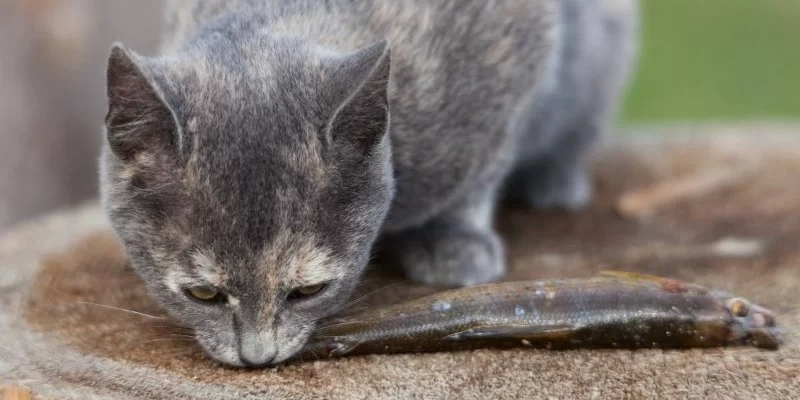 What Fish Can Cats Eat Safely