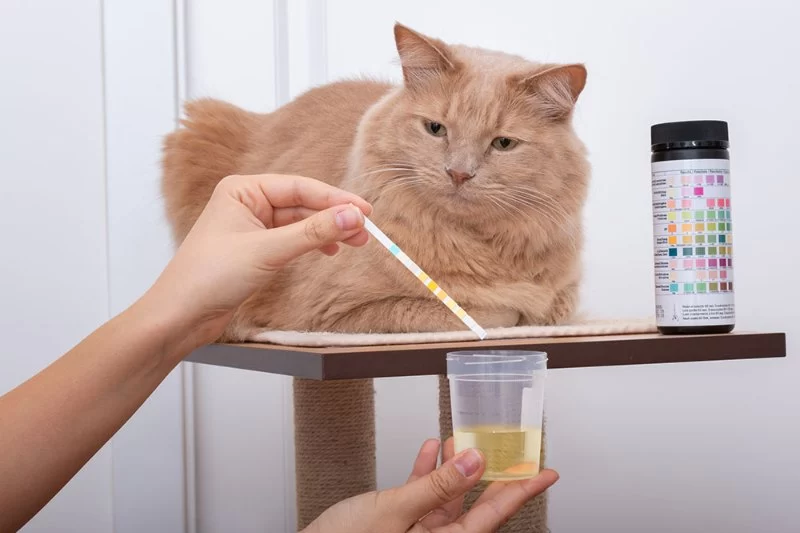 How to Recognize and Treat Pet Feline Renal Disease: Symptoms and Management