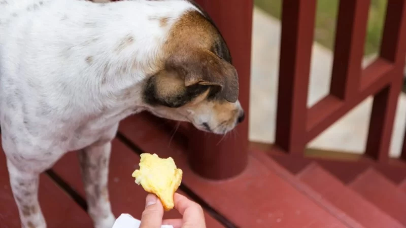Can Anxiety in Pets Be Triggered by Certain Foods? Expert Insights