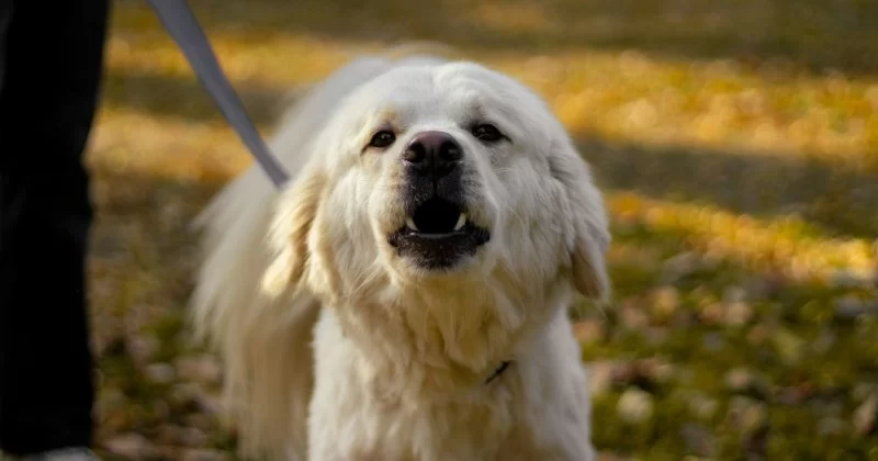 How to Use Clicker Training to Stop Barking