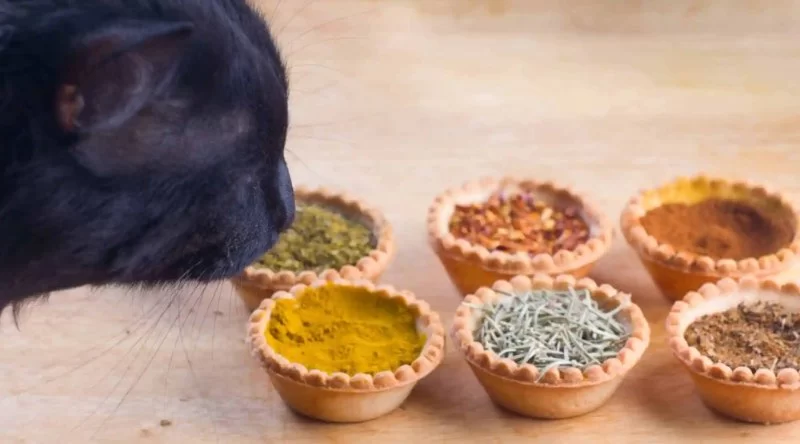 What Spices Can Cats Eat? A Guide to Safe and Healthy Flavors for Your Feline