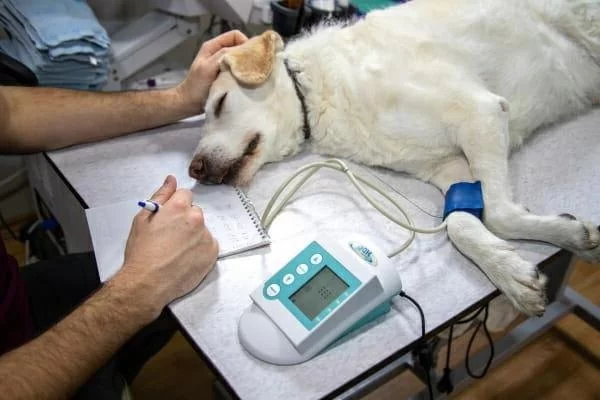 Recognizing Addison's Disease in Dogs and Cats: Symptoms and Treatment