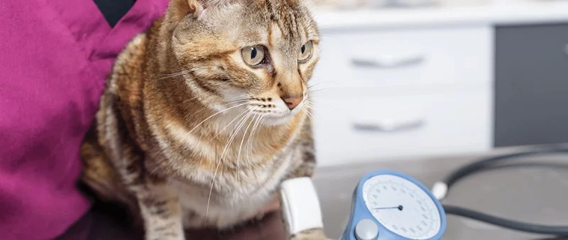 How to Monitor Pet Blood Pressure and Why It Matters